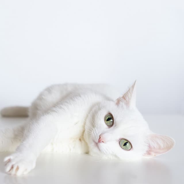 Piano Rain Serenades for Your Graceful Cat - Piano for cats
