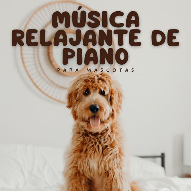 Música Relajante De Piano Para Mascotas - Tortuga de piano soñolienta