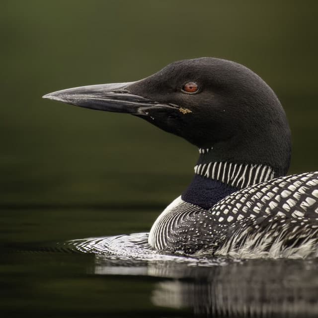 Serenade of Solace: Loon Songs for Nature Meditation - Untamed Planet