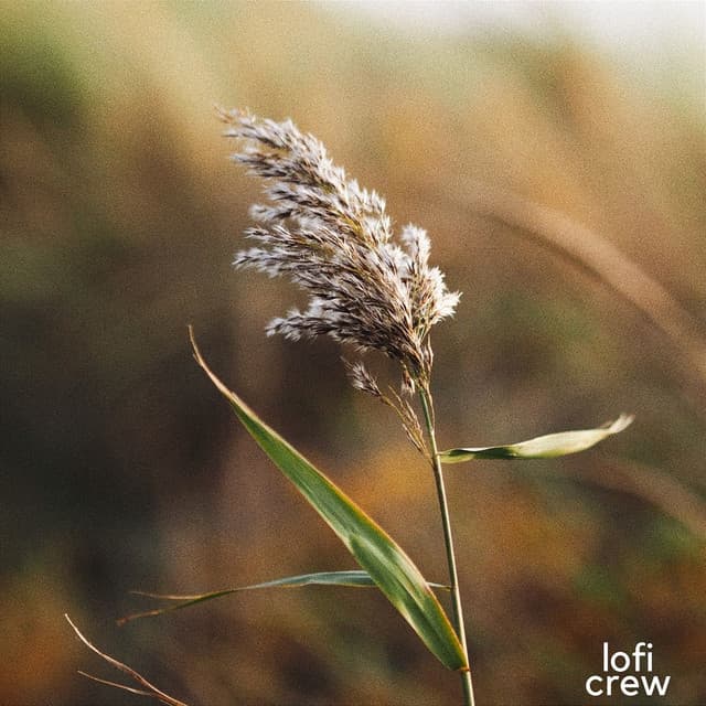 Meditation - Calm Lofi Beats