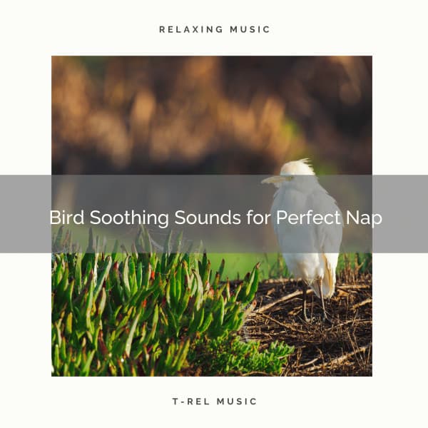 2021 New: Bird Soothing Sounds for Perfect Nap - Sleep Sounds