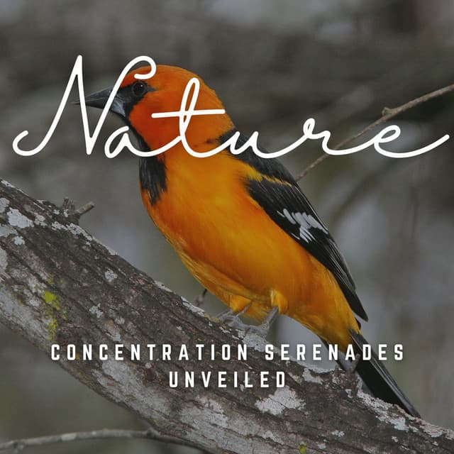 Concentration Serenades Unveiled: Melodic Insights - Concentration Sounds