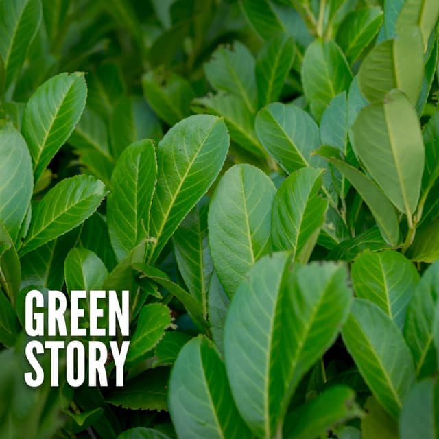 Green Story - Spa Music