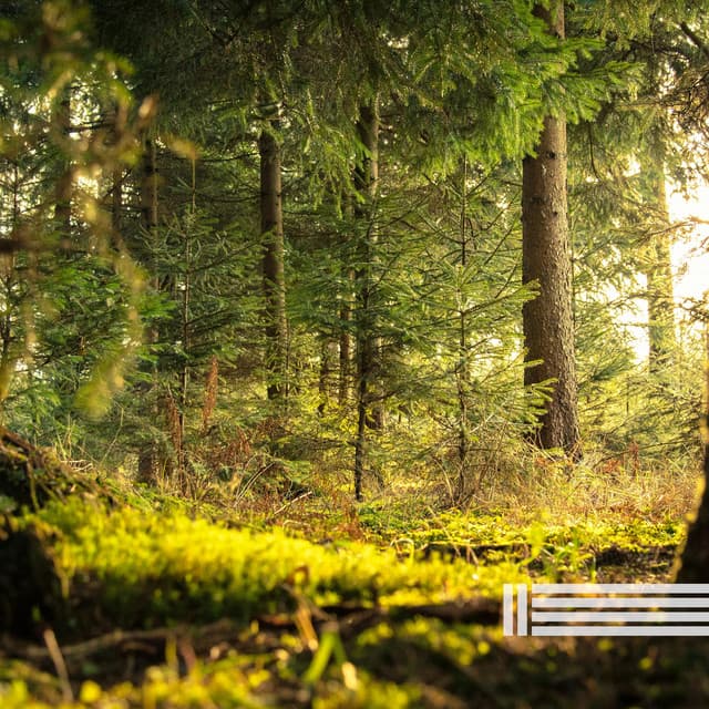 Forest & Birds Sounds - Birds In The Forest