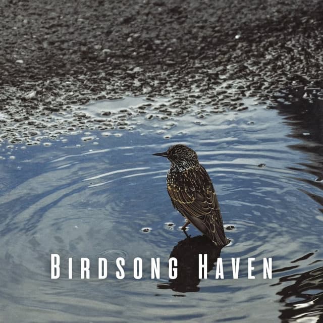 Bird Song Haven: Rain and Chill Music for Relaxation - Gentle Rain Makers