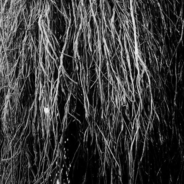 Nocturnal Rainforest - Eraldo Bernocchi