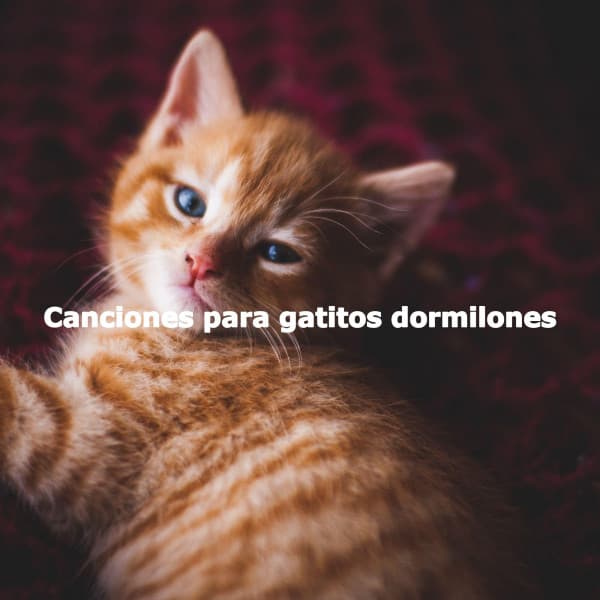 Canciones para gatitos dormilones - Playlist for Nighttime Calm