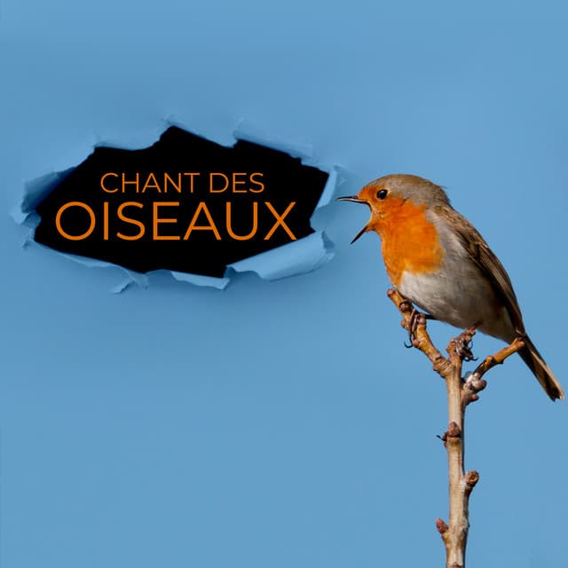 Chant des oiseaux - Musique apaisante qui apporte paix et harmonie - Musique pour Détendre en Temps Libre