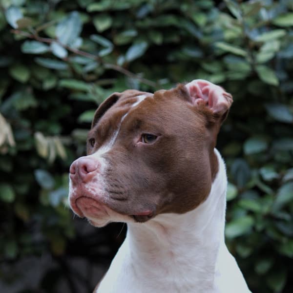 Jazz Trio - Background for Calming Your Puppy - Classy Relaxing Dog Music