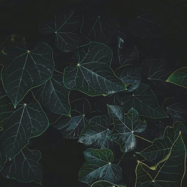 365 Morning Routine: Brain Symphony - Spa Music Relaxation