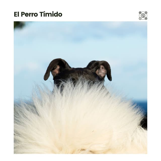 El Perro Tímido - Mascotas tranquilas