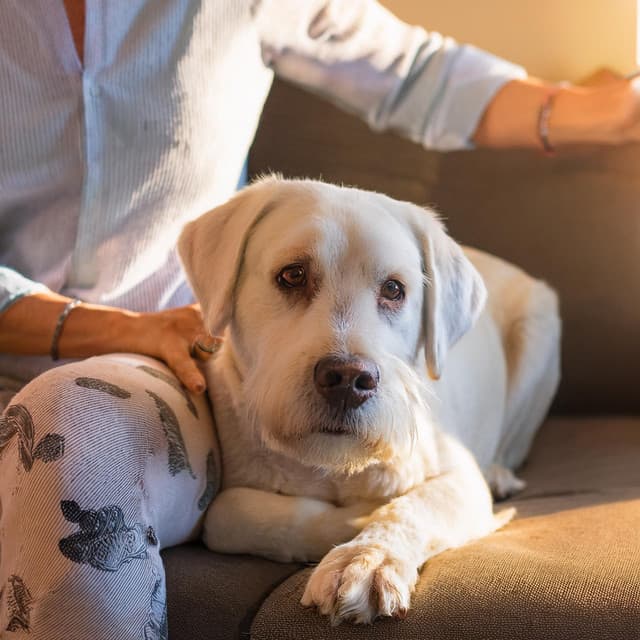 Armonía Relajante: Melodías Orquestales Para Perros - Raymond Floyd