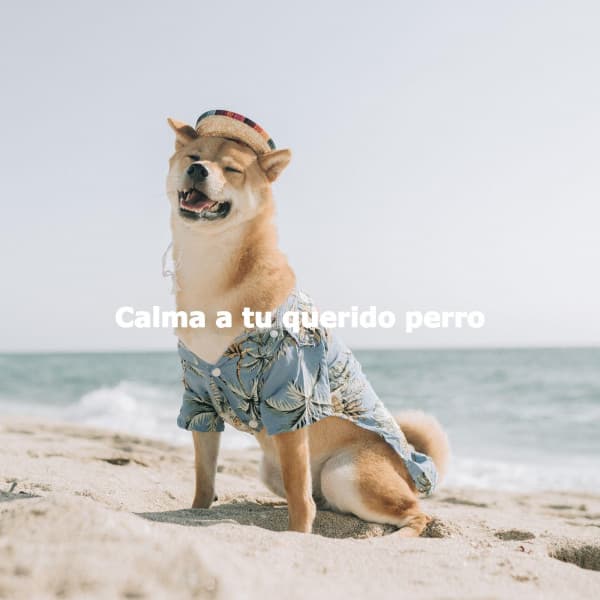 Calma a tu querido perro - Good Morning Music