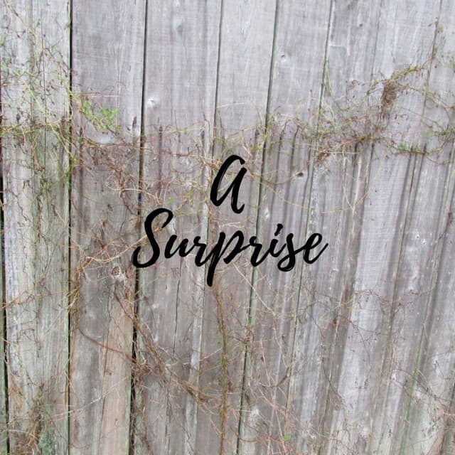 A Surprise - Masala Roo