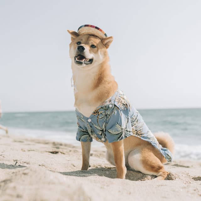 Head Tilt - Sounds Dogs Love