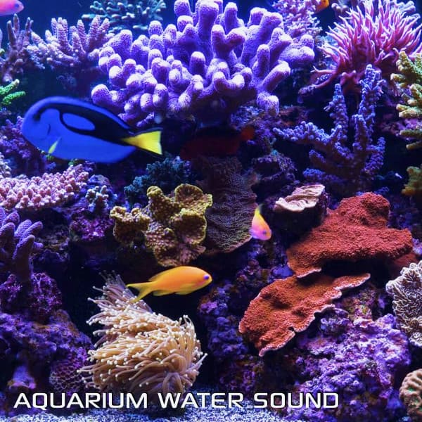 Aquarium Water Sound - Water Soundscapes