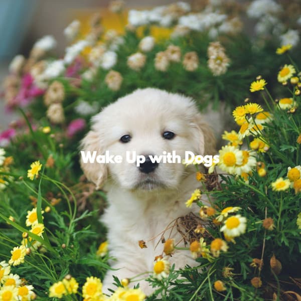 Wake Up with Dogs - Musique du Matin