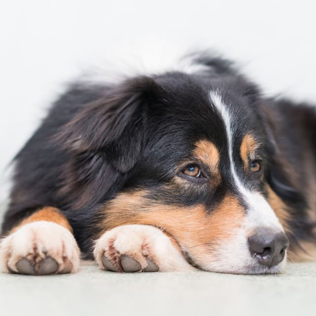 Mindful Rainy Keys: Soothing Piano Dog Serenades - Piano Music For Quiet Moments