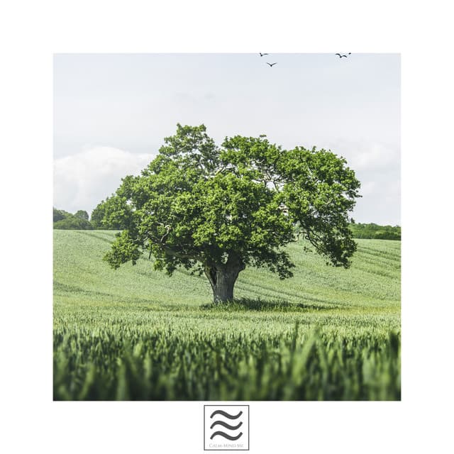 Calmful Sounds of Soft Raining and Bowls - Meditators