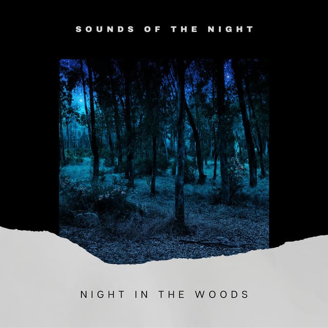 Night in the Woods - Sounds of the Night