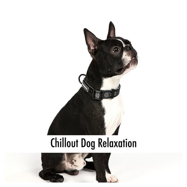 Starlit Canopies - Clayton Calm