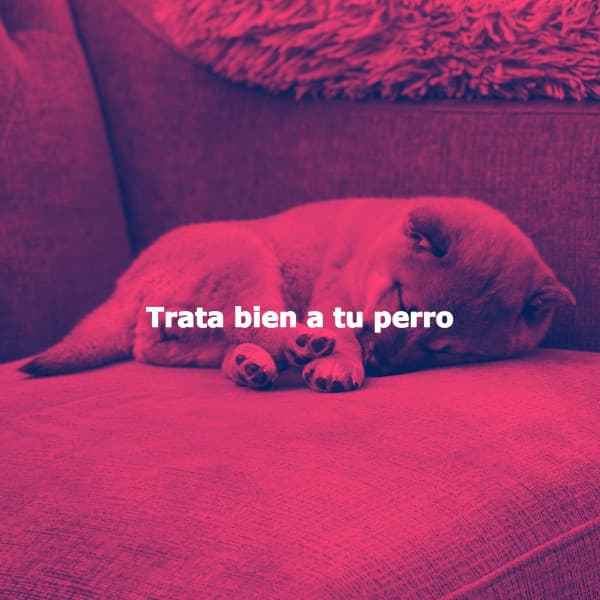 Trata bien a tu perro - Trabajar desde Casa