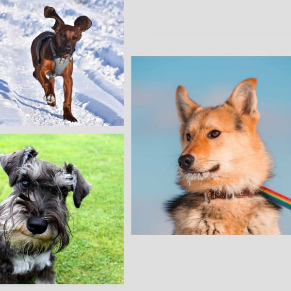 Sultry Backdrop for Energetic Puppy - Sleeptime for Dogs