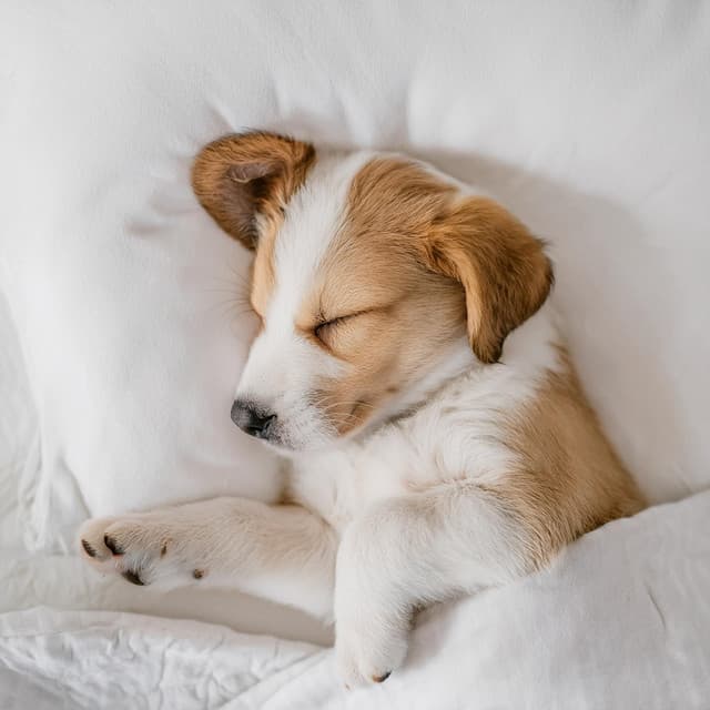 Música Suave Para Aliviar La Ansiedad En Perros - Lista de reproducción para la cena