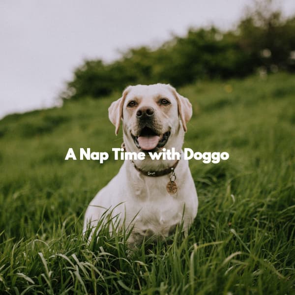 A Nap Time with Doggo - Classy Bossa Piano Jazz Playlist