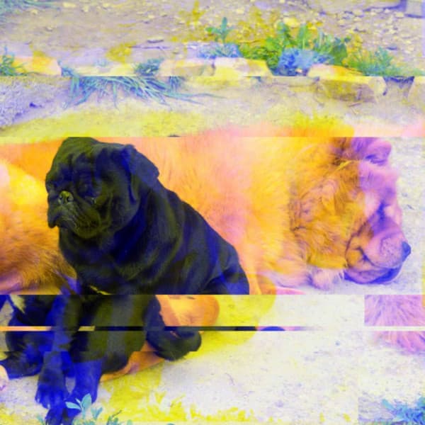 Guitar Jazz - Background for Jazzy Dogs - Dog Separation Anxiety Music