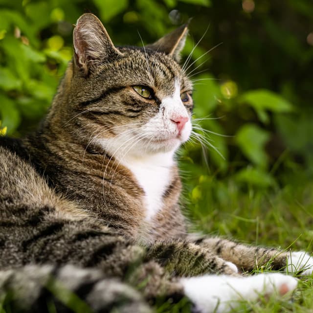 Forest's Purrfect Bliss A Resonating Journey for Zen Cat Living - Sleepy Cats