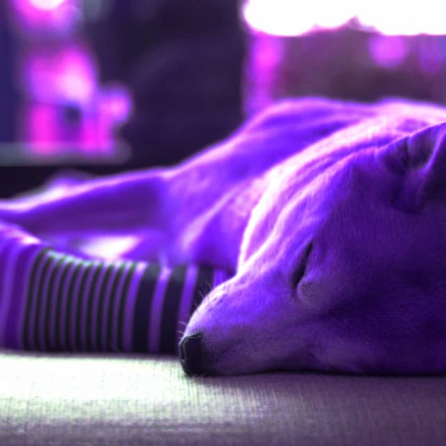 Backdrop for Chilled Doggy Hour - Smoky Alto Sax - Dog Sleeping Soundtracks Deluxe