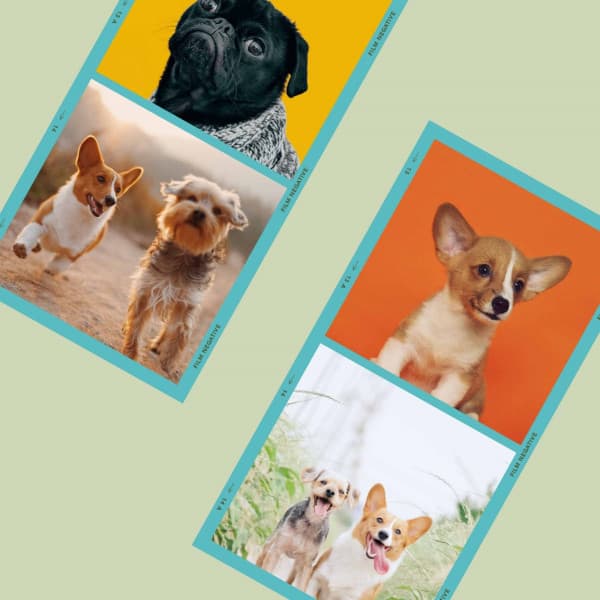 Understated - Doggy Meal Time - Dog Jazz Sounds