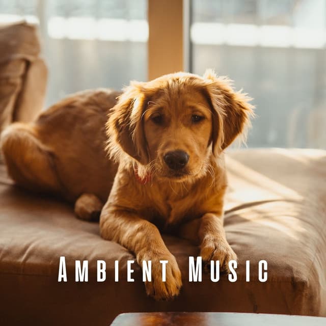 Ambient Music: Dogs' Afternoon Soothe - Jazz Music for Dogs