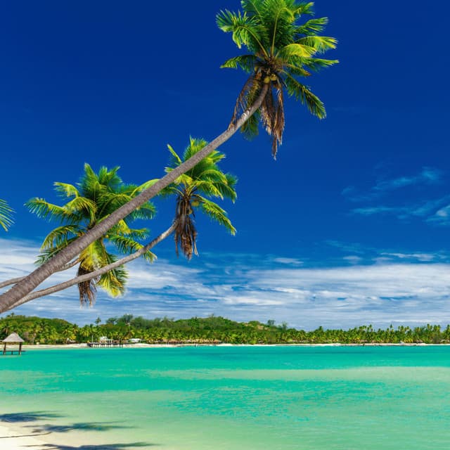 Oceanic Serenades: A Journey into Nature's Heart - Ocean Bank