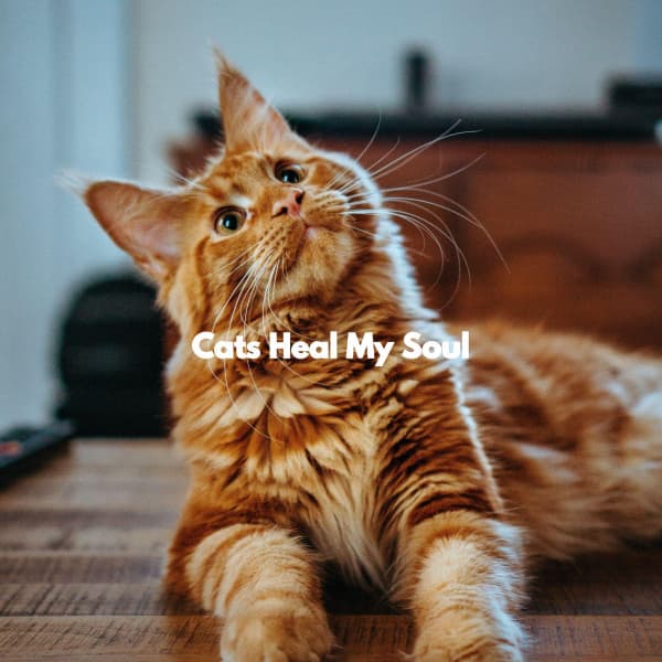 Cats Heal My Soul - Reading Background Music Playlist