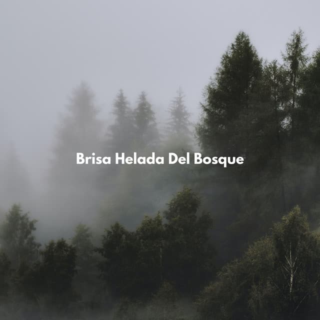 Brisa Helada Del Bosque - Bosque Tropical