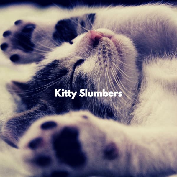 Kitty Slumbers - Jazz for Work Playlist