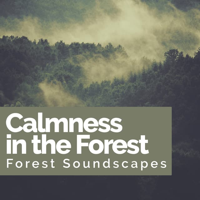 Calmness in the Forest - Forest Soundscapes