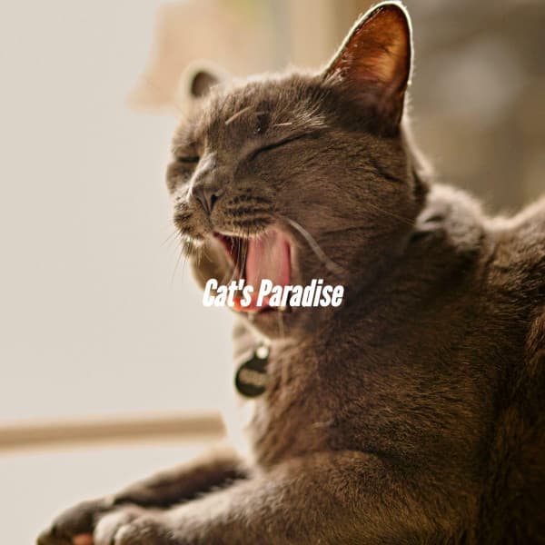 Cat's Paradise - New York Jazz Lounge