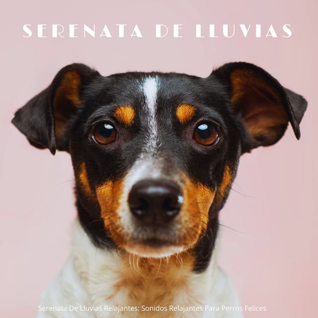 Serenata De Lluvias Relajantes: Sonidos Relajantes Para Perros Felices - Lluvia