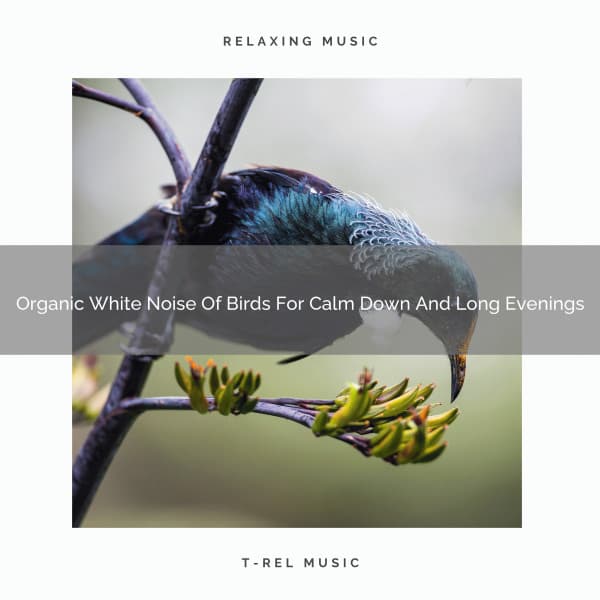 Organic White Noise Of Birds For Calm Down And Long Evenings - Organic Nature Sounds
