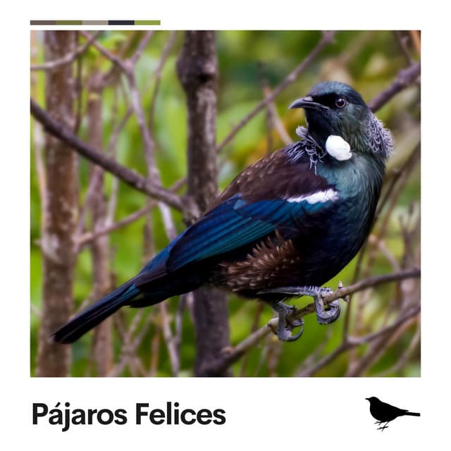 Pájaros Felices - Pájaros del Bosque
