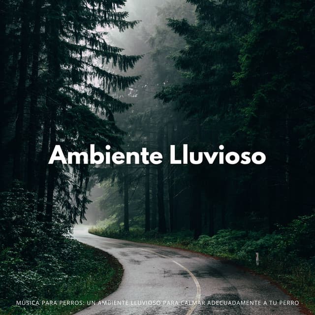 Música Para Perros: Un Ambiente Lluvioso Para Calmar Adecuadamente A Tu Perro - Hippidion