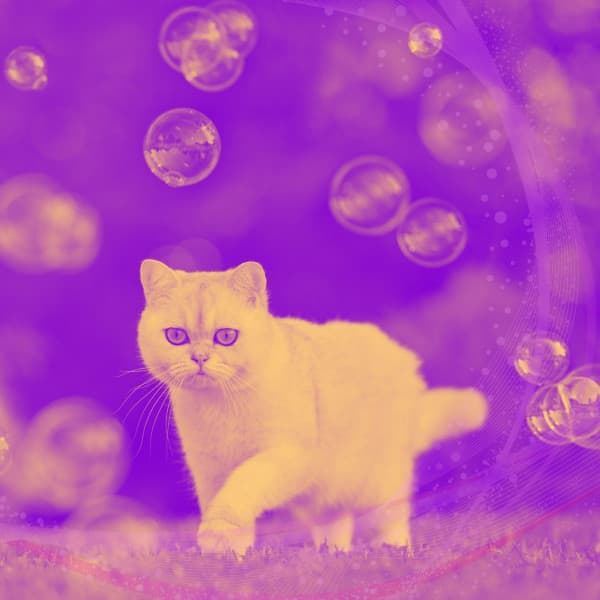 Echoes of Cat Lounging - Calm Music for Cats