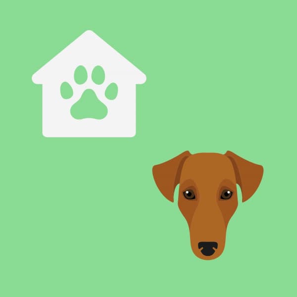 Jazz Organ - Bgm for Dogs and Dreams - Doggy Music Radio