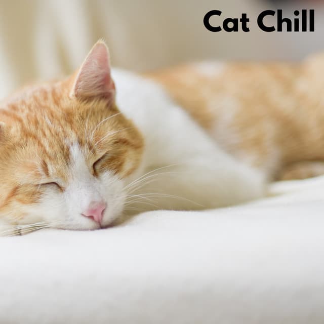 Cat Chill - Cat Music Therapy
