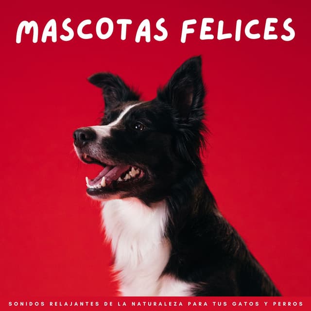 Mascotas Felices: Sonidos Relajantes De La Naturaleza Para Tus Gatos Y Perros - Música relajante para mascotas