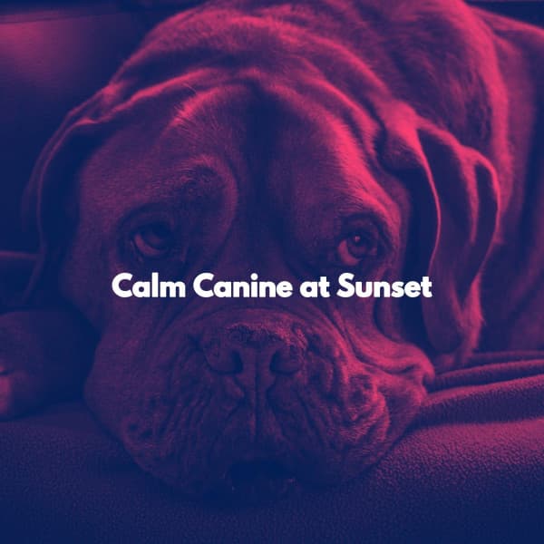 Calm Canine at Sunset - Música para Programar