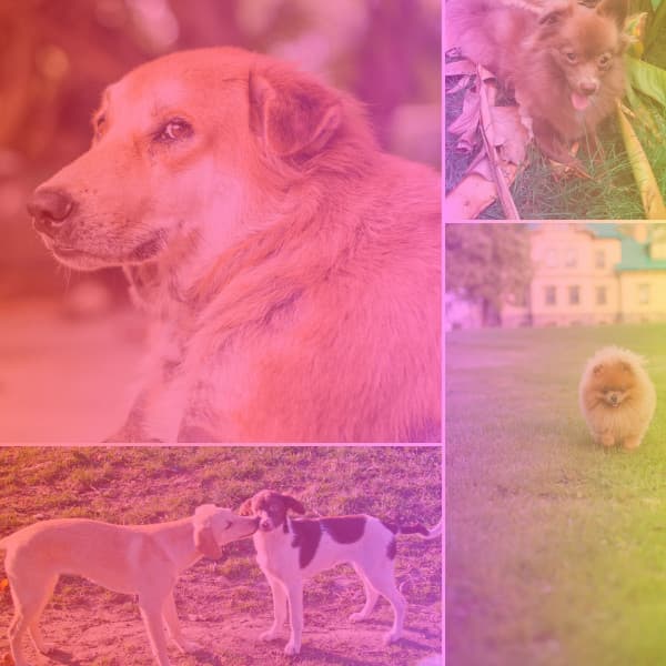 Music for Soothing Doggies - Dog Relax